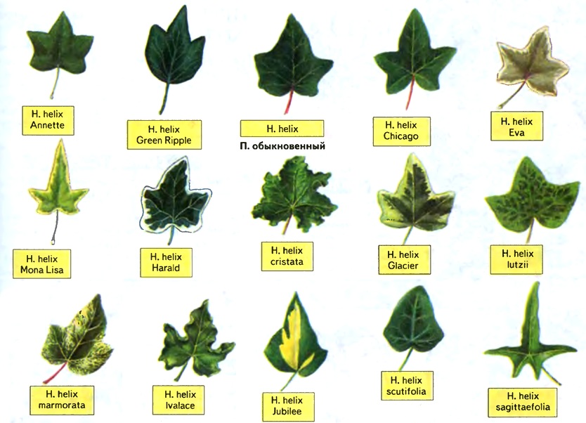 Ivy vagy a fejléc (hedera) tekercselés, minden zöld