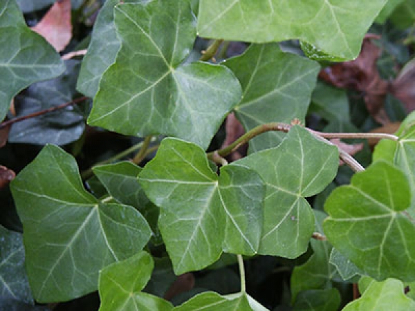 Ivy sau hedera, care este un prieten verde