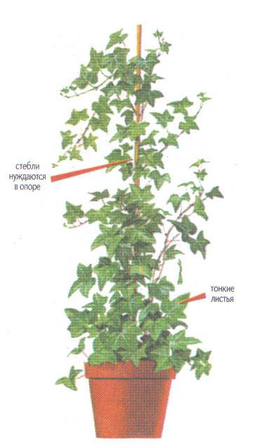 Ivy vagy a fejléc (hedera) tekercselés, minden zöld