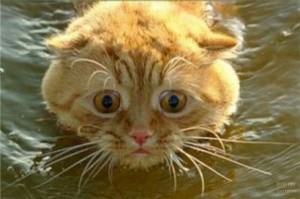 Чому кішки бояться води