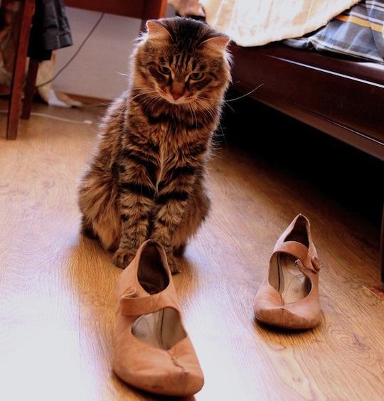 Miért macskák szippantás cipő