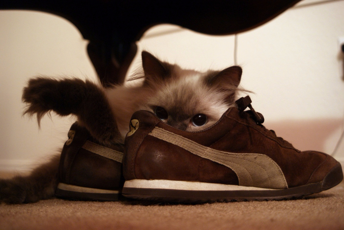 Чому коти нюхають черевики