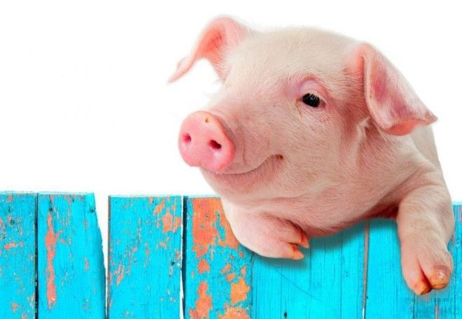 Чому мусульманам не можна вживати в їжу свинину