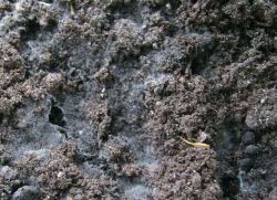 De ce solul din răsaduri devine mucegăit