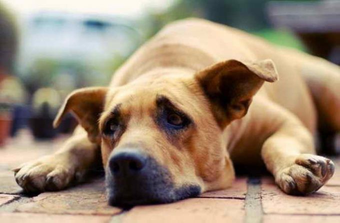 De ce câine urlă motive și modalități de a înțepa