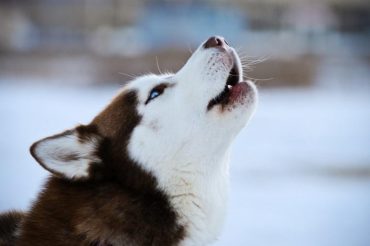 De ce câine urlă motive și modalități de a înțepa