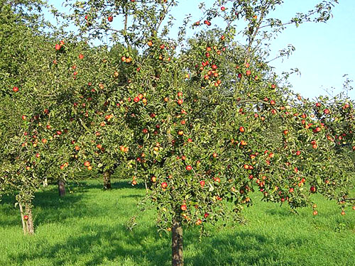 Miért alma megfeketedik, és kiszáradnak a leveleket, amelyek video
