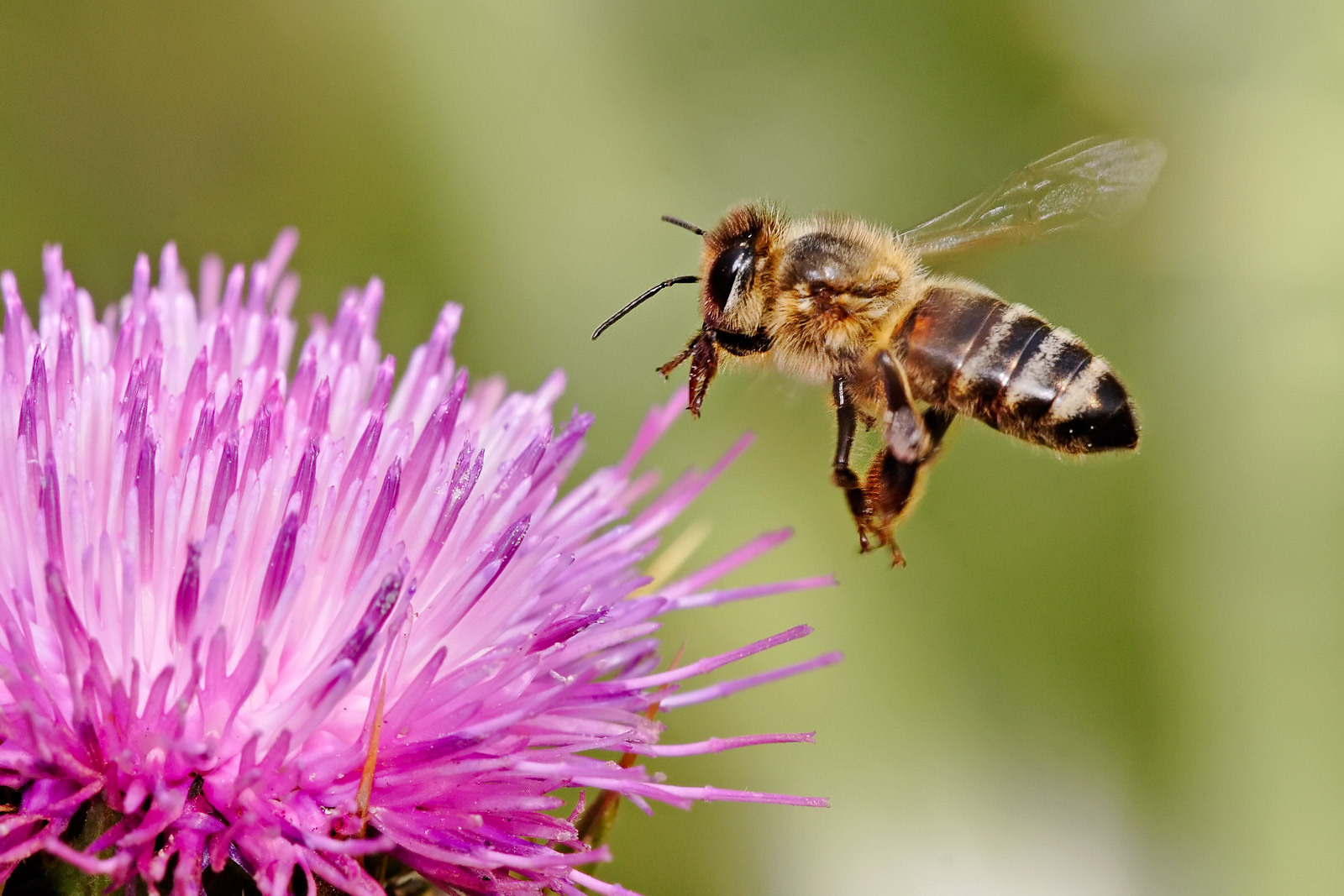Чому вимирання бджіл - це катастрофа для людства
