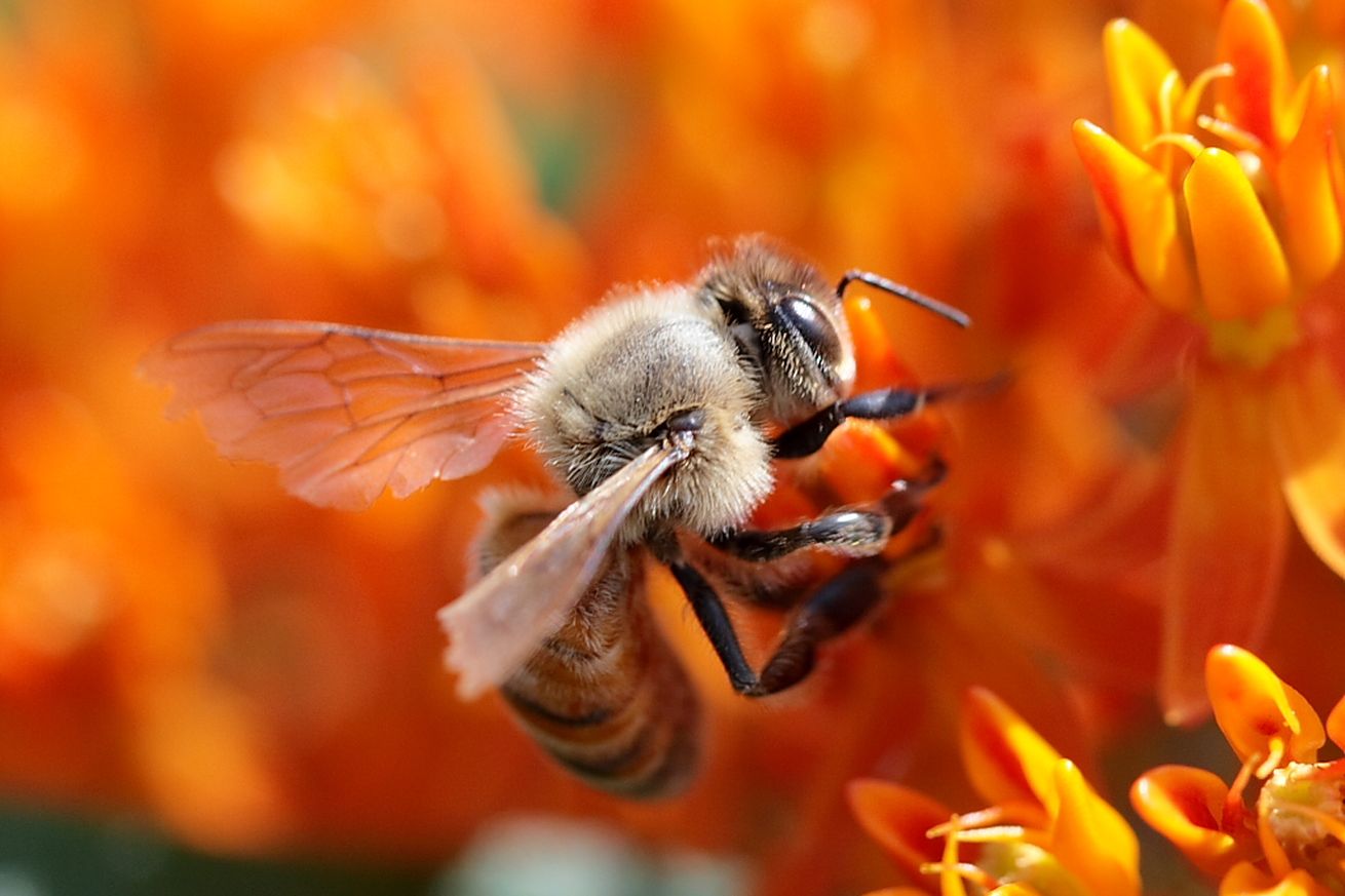 De ce dispariția albinelor este un dezastru pentru omenire
