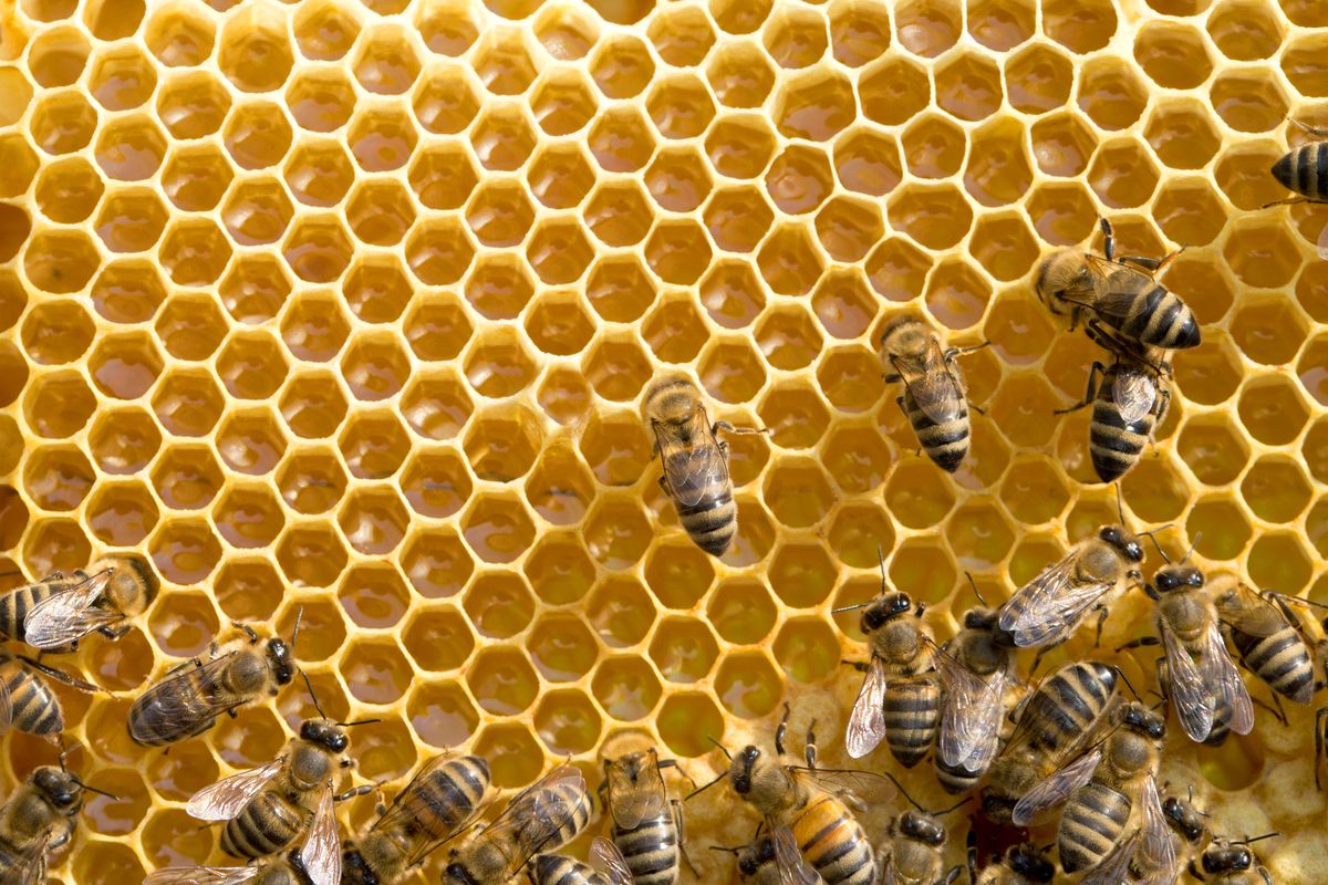 Чому вимирання бджіл - це катастрофа для людства