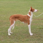 Поденко ібіценко - порода собак з Ібіци і Майорки
