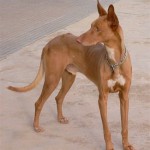 Podenko Ibitsenko - o rasă de câini de la Ibiza și Mallorca