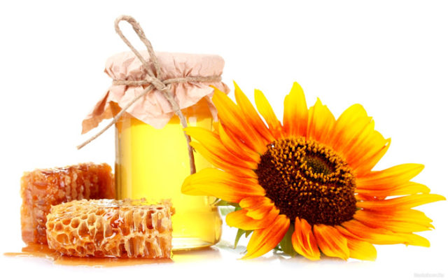 Полин гіркий і мед для лікування і оздоровлення печінки