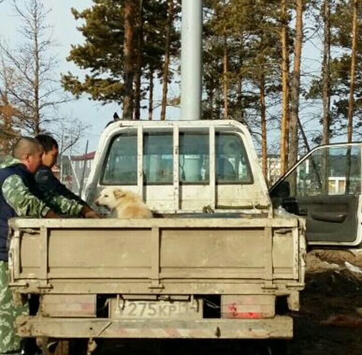 Повна машина трупів тварин приїхала в пункт перетримки Якутська