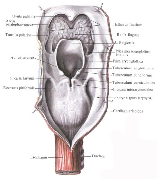 Cavitatea laringelui, anatomia în imagini