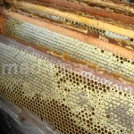 A használata mézet különböző betegségek