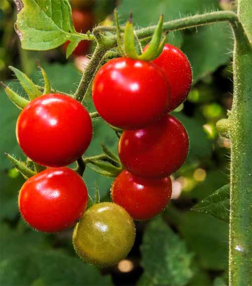 Помідори черрі - вирощування дрібноплідних томатів