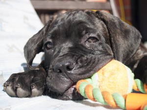 Cane Corso, budkahome (budkahome) Cane Corso fajta, budkahome