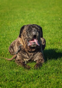 Cane Corso fajta, budkahome