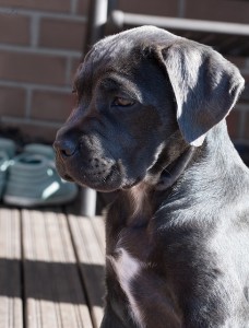 Cane Corso, budkahome (Cane Corso) Cane Corso fajta, budkahome