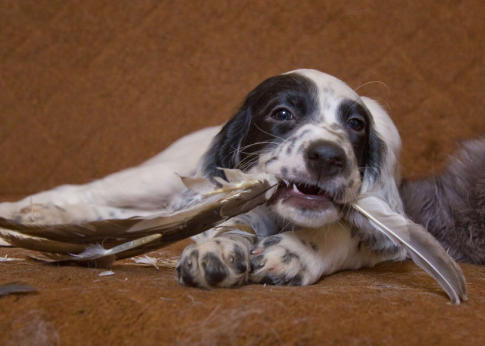 Câine de câine engleză setter fotografii frumoase, cum ar fi câinii adulți și cățeluși arata ca