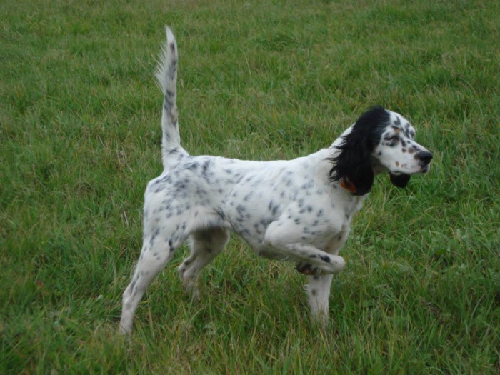 Câine de câine engleză setter fotografii frumoase, cum ar fi câinii adulți și cățeluși arata ca