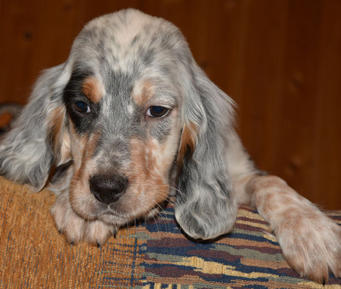 Câine de câine engleză setter fotografii frumoase, cum ar fi câinii adulți și cățeluși arata ca