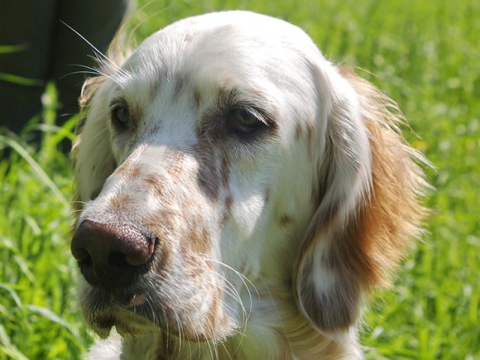 Câine de câine engleză setter fotografii frumoase, cum ar fi câinii adulți și cățeluși arata ca