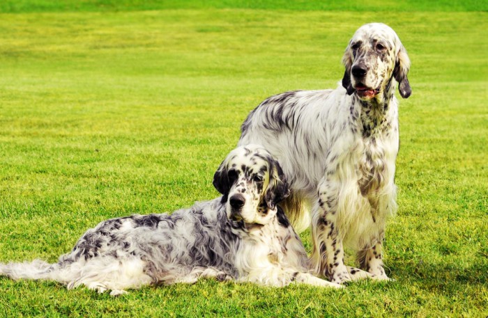 Câine de câine engleză setter fotografii frumoase, cum ar fi câinii adulți și cățeluși arata ca