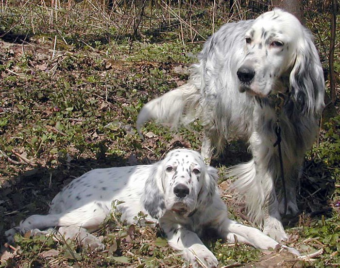 Câine de câine engleză setter fotografii frumoase, cum ar fi câinii adulți și cățeluși arata ca