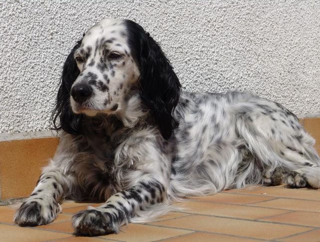 Câine de câine engleză setter fotografii frumoase, cum ar fi câinii adulți și cățeluși arata ca