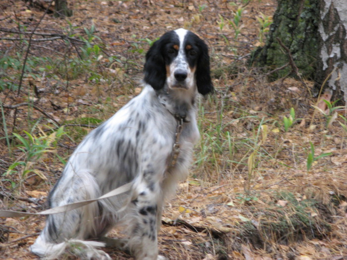 Câine de câine engleză setter fotografii frumoase, cum ar fi câinii adulți și cățeluși arata ca