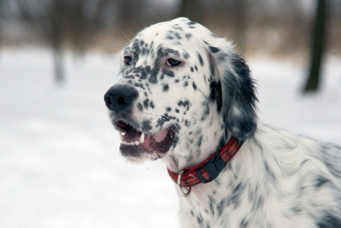 Câine de câine engleză setter fotografii frumoase, cum ar fi câinii adulți și cățeluși arata ca