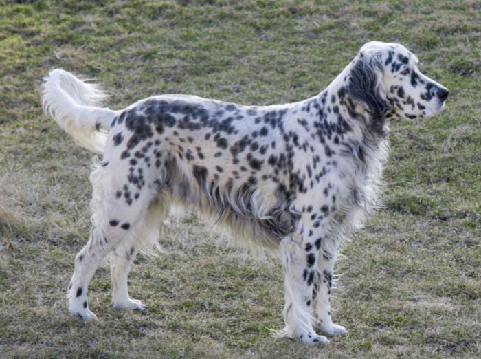 Câine de câine engleză setter fotografii frumoase, cum ar fi câinii adulți și cățeluși arata ca