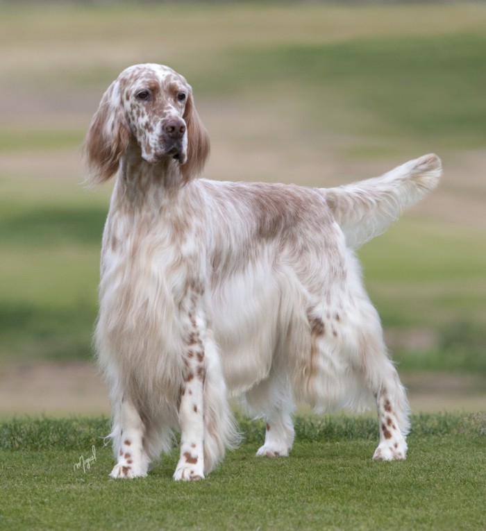 Câine de câine engleză setter fotografii frumoase, cum ar fi câinii adulți și cățeluși arata ca