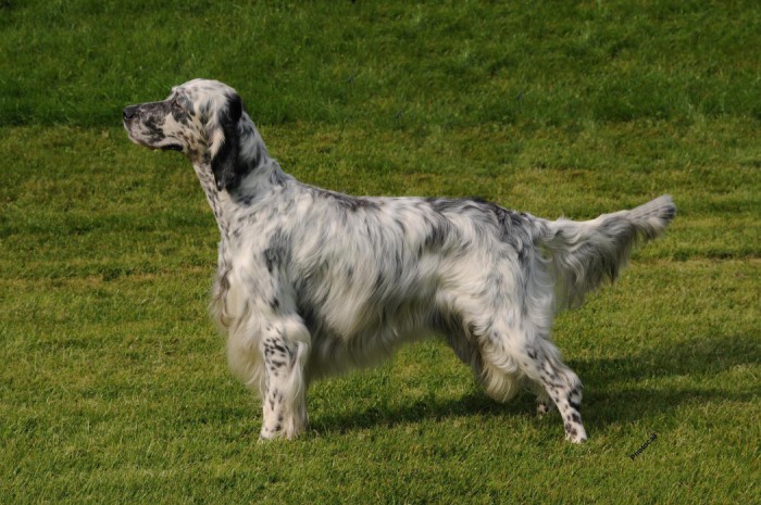 Câine de câine engleză setter fotografii frumoase, cum ar fi câinii adulți și cățeluși arata ca