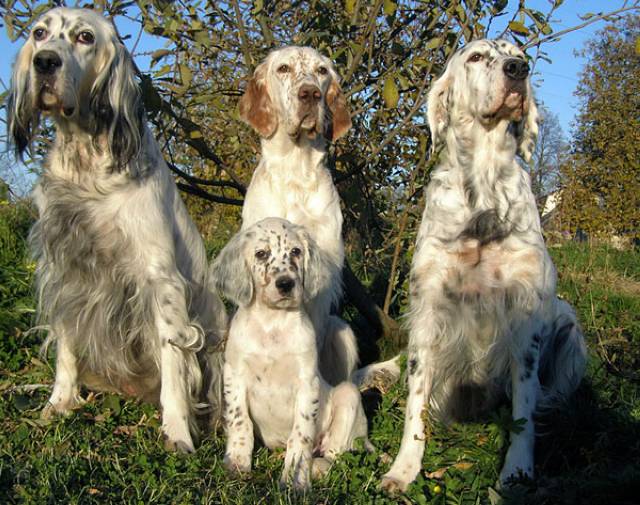 Câine de câine engleză setter fotografii frumoase, cum ar fi câinii adulți și cățeluși arata ca