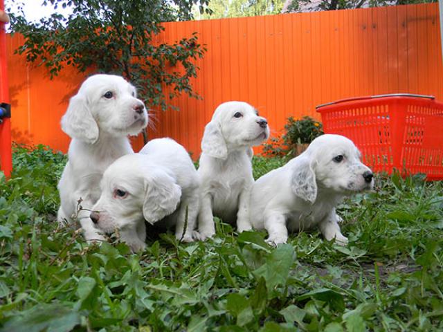 Câine de câine engleză setter fotografii frumoase, cum ar fi câinii adulți și cățeluși arata ca