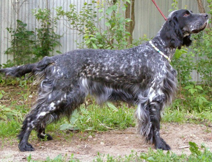 Câine de câine engleză setter fotografii frumoase, cum ar fi câinii adulți și cățeluși arata ca