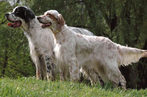 Câine de câine engleză setter fotografii frumoase, cum ar fi câinii adulți și cățeluși arata ca