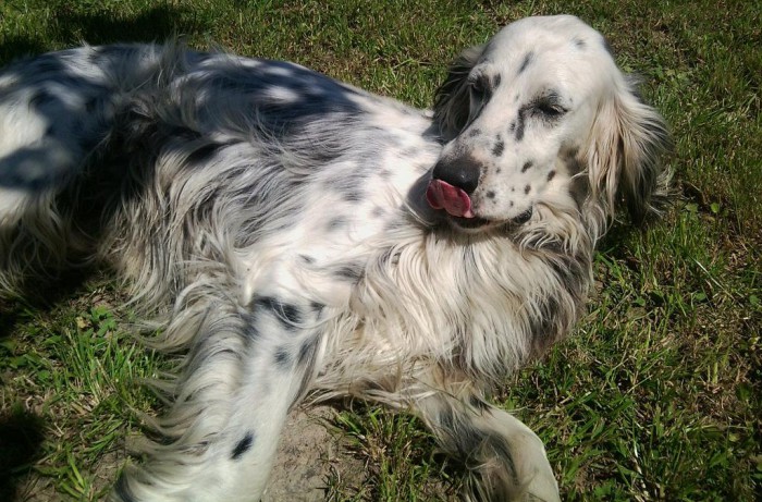 Câine de câine engleză setter fotografii frumoase, cum ar fi câinii adulți și cățeluși arata ca