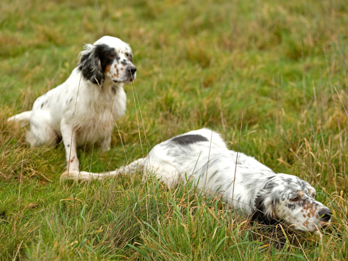 Câine de câine engleză setter fotografii frumoase, cum ar fi câinii adulți și cățeluși arata ca