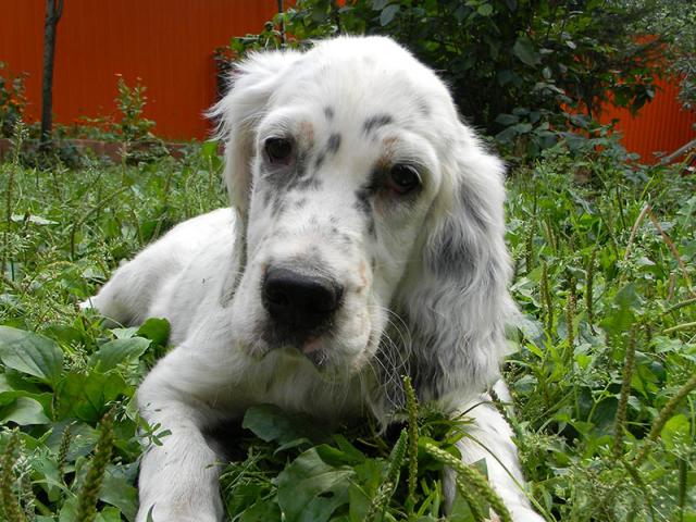 Câine de câine engleză setter fotografii frumoase, cum ar fi câinii adulți și cățeluși arata ca