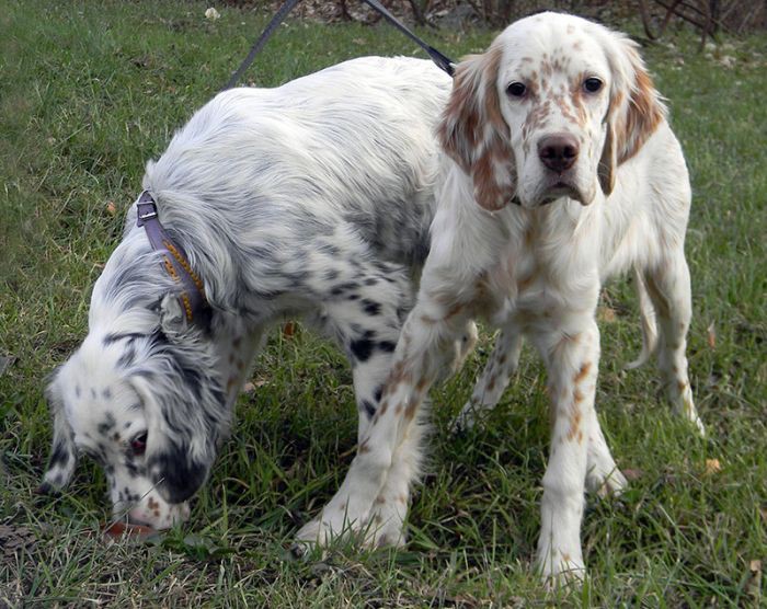 Câine de câine engleză setter fotografii frumoase, cum ar fi câinii adulți și cățeluși arata ca