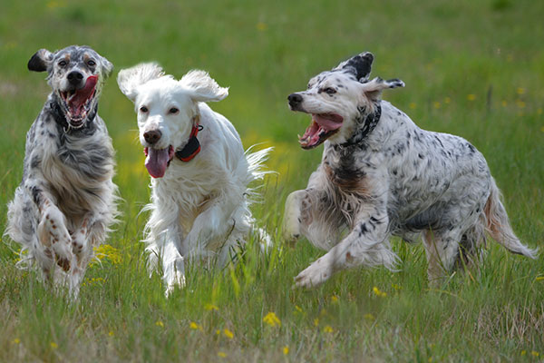 Câine de câine engleză setter fotografii frumoase, cum ar fi câinii adulți și cățeluși arata ca