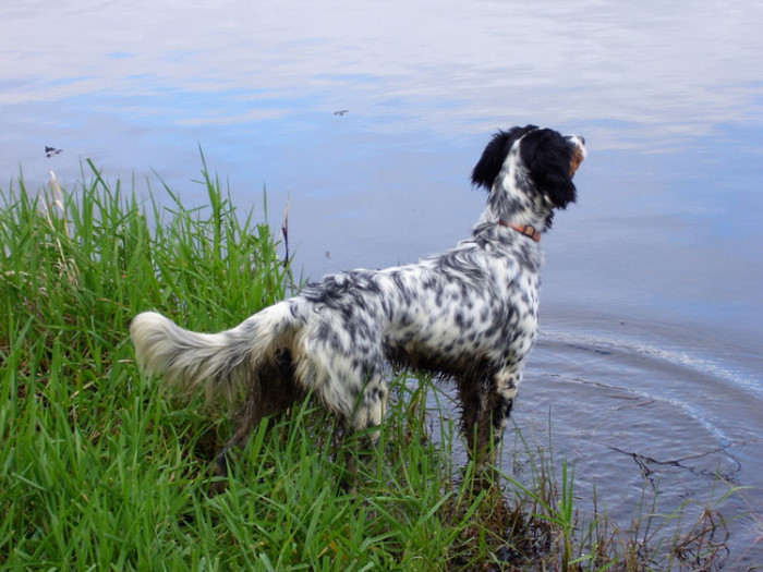 Câine de câine engleză setter fotografii frumoase, cum ar fi câinii adulți și cățeluși arata ca