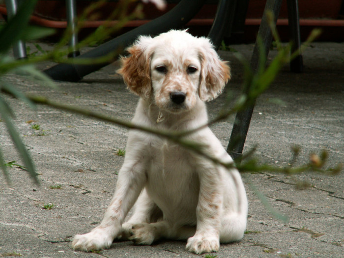 Câine de câine engleză setter fotografii frumoase, cum ar fi câinii adulți și cățeluși arata ca