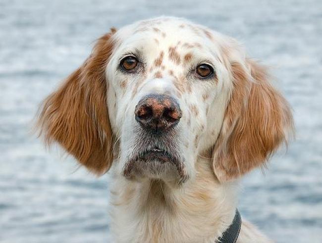 Câine de câine engleză setter fotografii frumoase, cum ar fi câinii adulți și cățeluși arata ca