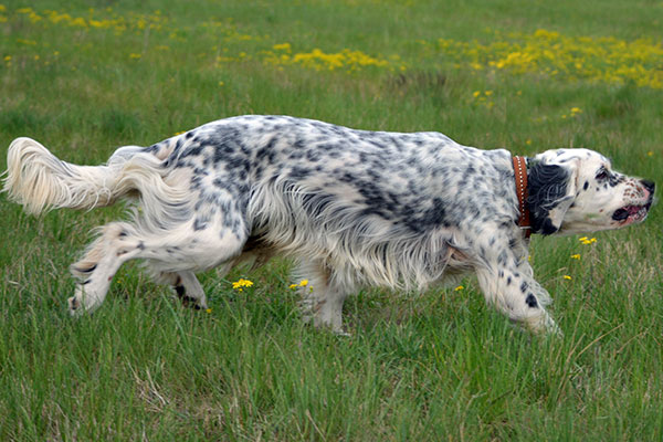 Câine de câine engleză setter fotografii frumoase, cum ar fi câinii adulți și cățeluși arata ca