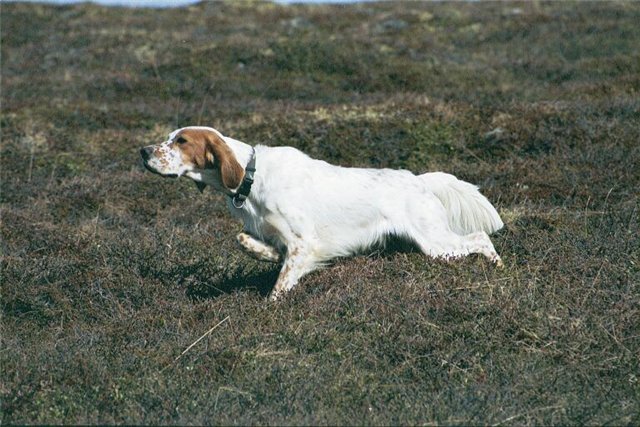 Câine de câine engleză setter fotografii frumoase, cum ar fi câinii adulți și cățeluși arata ca